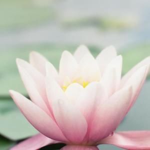 Meet your Posher, Lupe